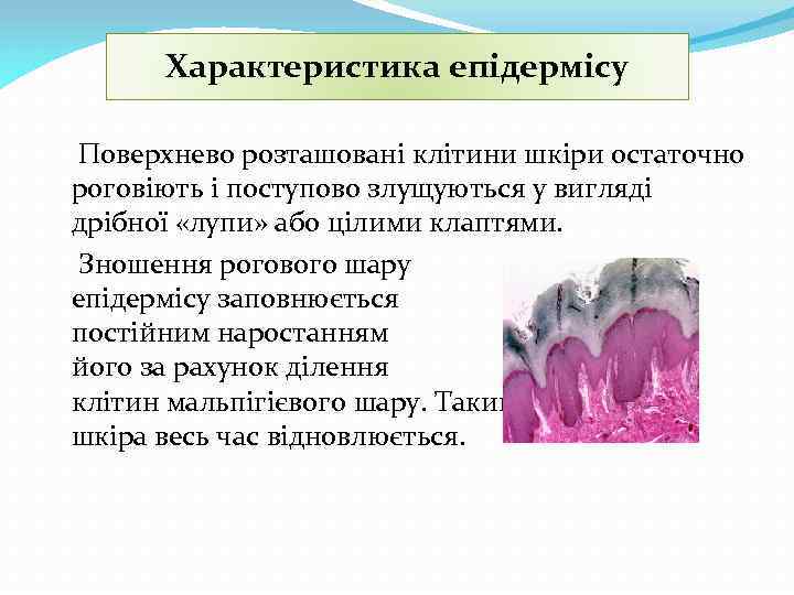 Характеристика епідермісу Поверхнево розташовані клітини шкіри остаточно роговіють і поступово злущуються у вигляді дрібної
