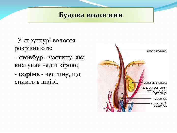 Будова волосини У структурі волосся розрізняють: - стовбур - частину, яка виступає над шкірою;