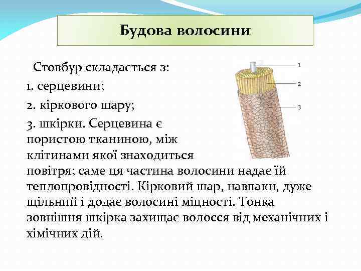 Будова волосини Стовбур складається з: 1. серцевини; 2. кіркового шару; 3. шкірки. Серцевина є