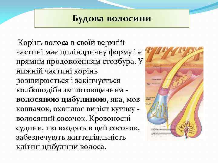 Будова волосини Корінь волоса в своїй верхній частині має циліндричну форму і є прямим