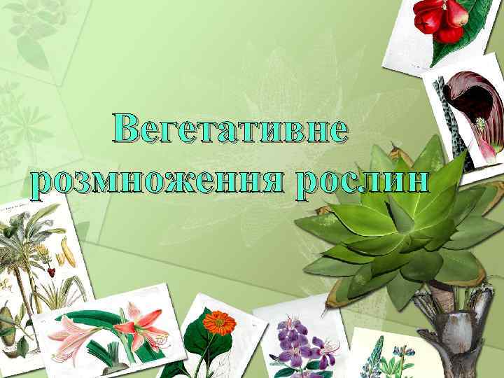 Вегетативне розмноження рослин 