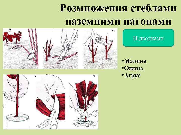 Розмноження стеблами наземними пагонами Відводками • Малина • Ожина • Агрус 