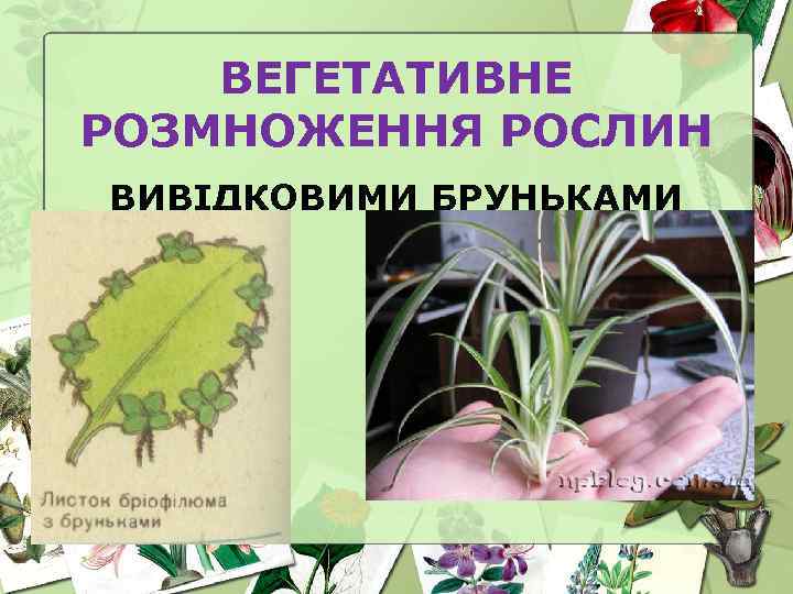 ВЕГЕТАТИВНЕ РОЗМНОЖЕННЯ РОСЛИН ВИВІДКОВИМИ БРУНЬКАМИ 