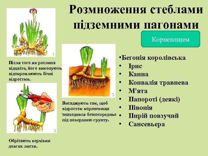 Розмноження стеблами підземними пагонами Корневищем • Бегонія королівська Після того як рослина • Ірис