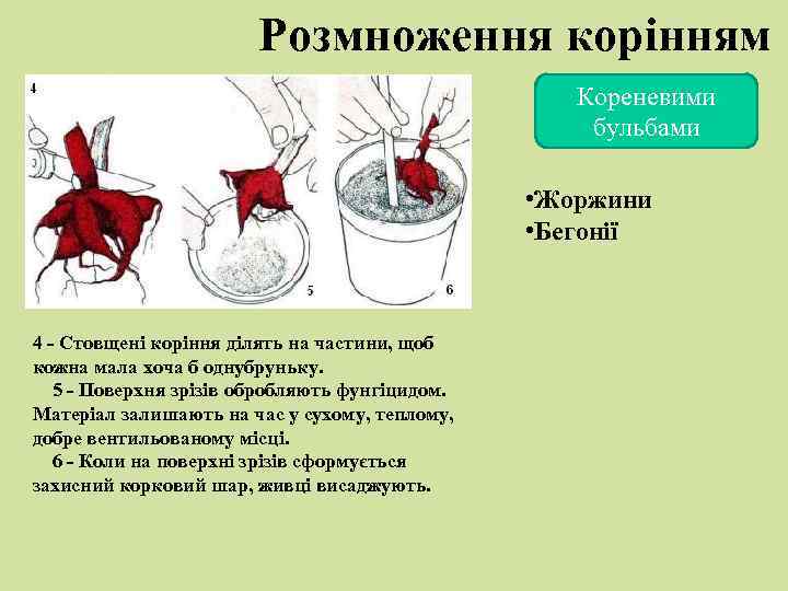 Розмноження корінням Кореневими бульбами • Жоржини • Бегонії 4 - Стовщені коріння ділять на