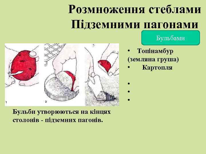 Розмноження стеблами Підземними пагонами Бульбами • Топінамбур (земляна груша) • Картопля • • •