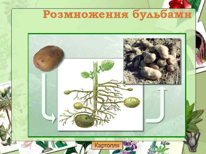 Розмноження бульбами Картопля 