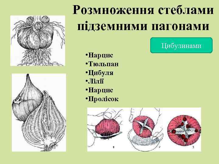 Розмноження стеблами підземними пагонами Цибулинами • Нарцис • Тюльпан • Цибуля • Лілії •