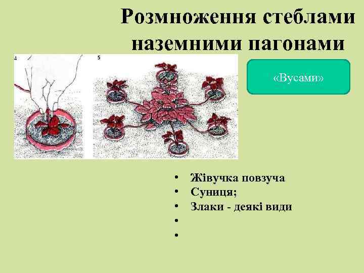 Розмноження стеблами наземними пагонами «Вусами» • Жівучка повзуча • Суниця; • Злаки - деякі