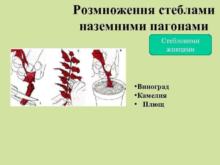 Розмноження стеблами наземними пагонами Стебловими живцями • Виноград • Камелия • Плющ 