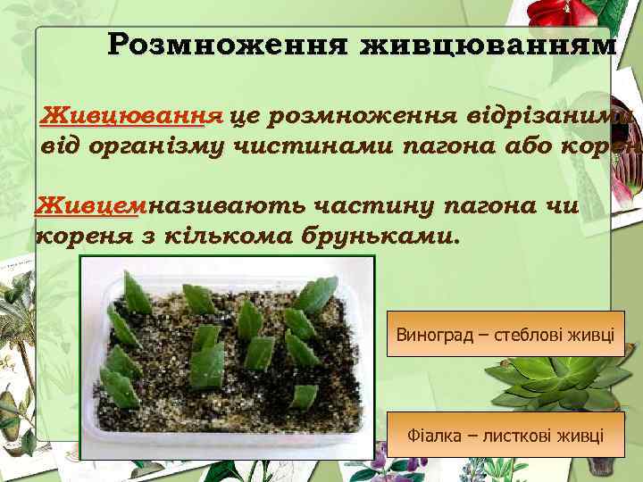 Розмноження живцюванням Живцювання це розмноження відрізаними від організму чистинами пагона або кореня Живцемназивають частину