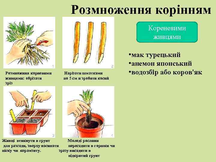 Розмноження корінням Кореневими живцями Розмножння корневими Нарізати шматками живцями: обрізати по 5 см и