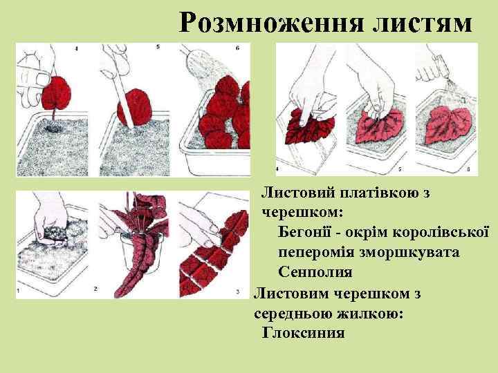 Розмноження листям Листовий платівкою з черешком: Бегонії - окрім королівської пеперомія зморшкувата Сенполия Листовим