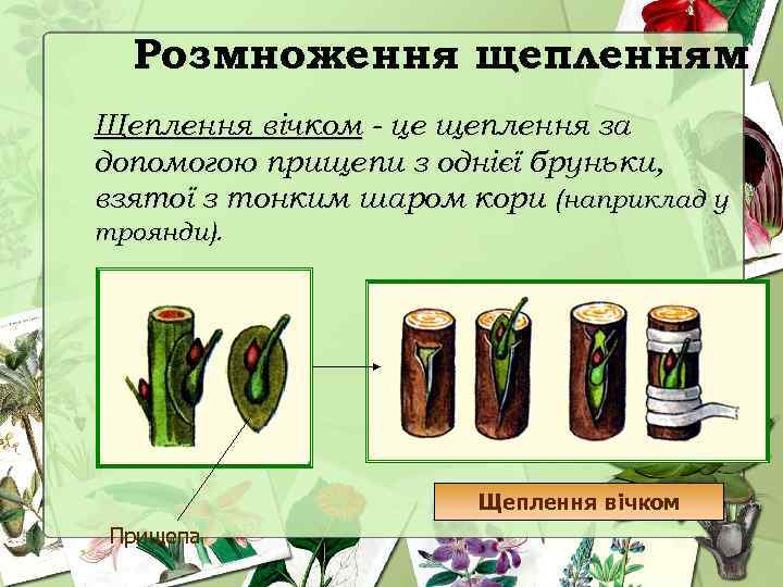 Розмноження щепленням Щеплення вічком - це щеплення за допомогою прищепи з однієї бруньки, взятої