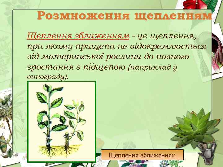 Розмноження щепленням Щеплення зближенням - це щеплення, при якому прищепа не відокремлюється від материнської