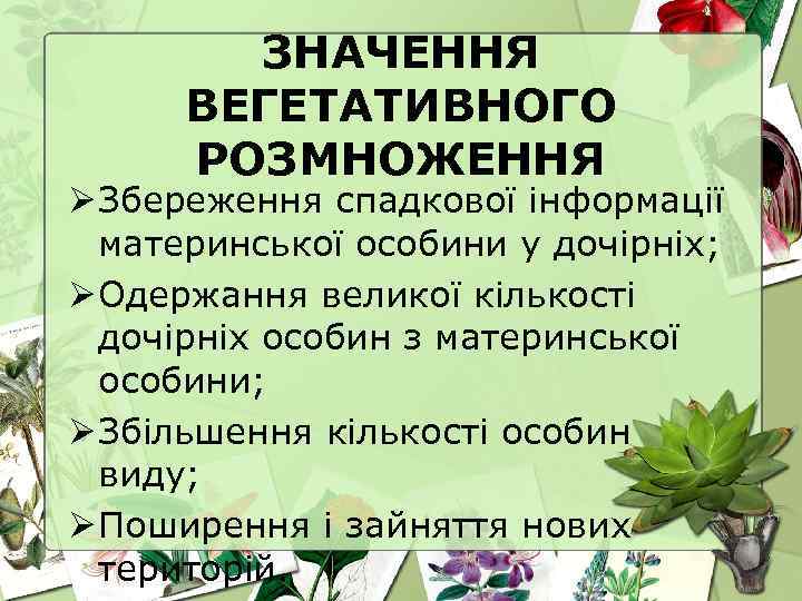 ЗНАЧЕННЯ ВЕГЕТАТИВНОГО РОЗМНОЖЕННЯ Ø Збереження спадкової інформації материнської особини у дочірніх; Ø Одержання великої