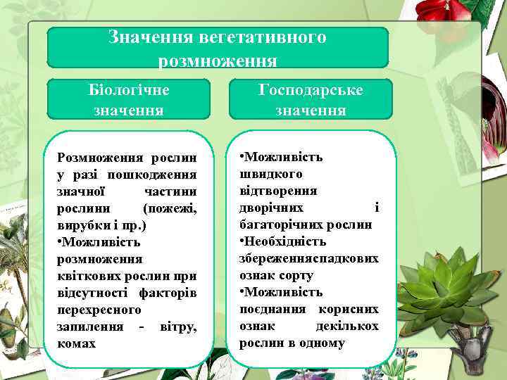 Значення вегетативного розмноження Біологічне значення Господарське значення Розмноження рослин у разі пошкодження значної частини
