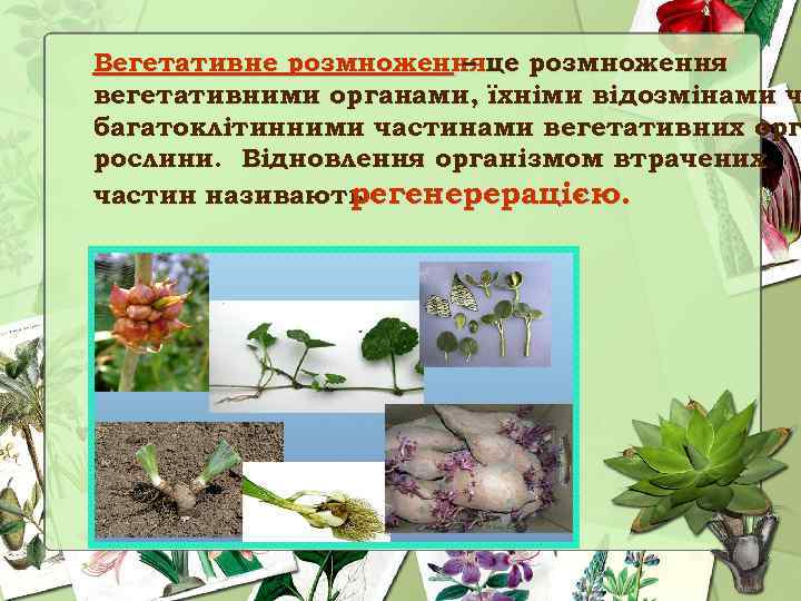 Вегетативне розмноженняце розмноження – вегетативними органами, їхніми відозмінами ч багатоклітинними частинами вегетативних орг рослини.