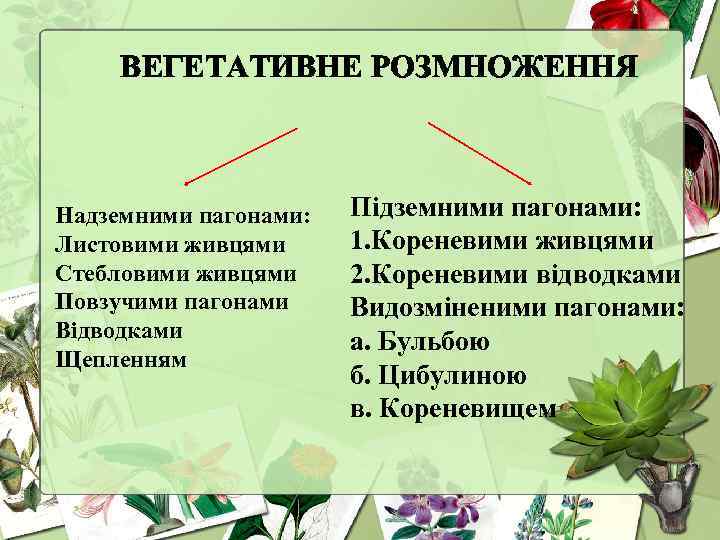 ВЕГЕТАТИВНЕ РОЗМНОЖЕННЯ Надземними пагонами: Листовими живцями Стебловими живцями Повзучими пагонами Відводками Щепленням Підземними пагонами: