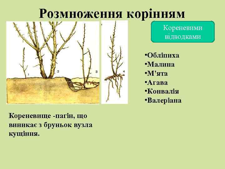 Розмноження корінням Кореневими відводками • Обліпиха • Малина • М'ята • Агава • Конвалія