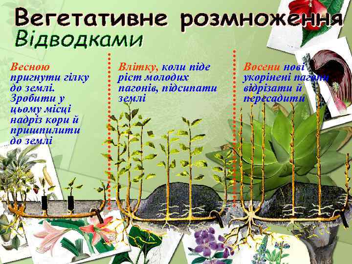 Весною пригнути гілку до землі. Зробити у цьому місці надріз кори й пришпилити до