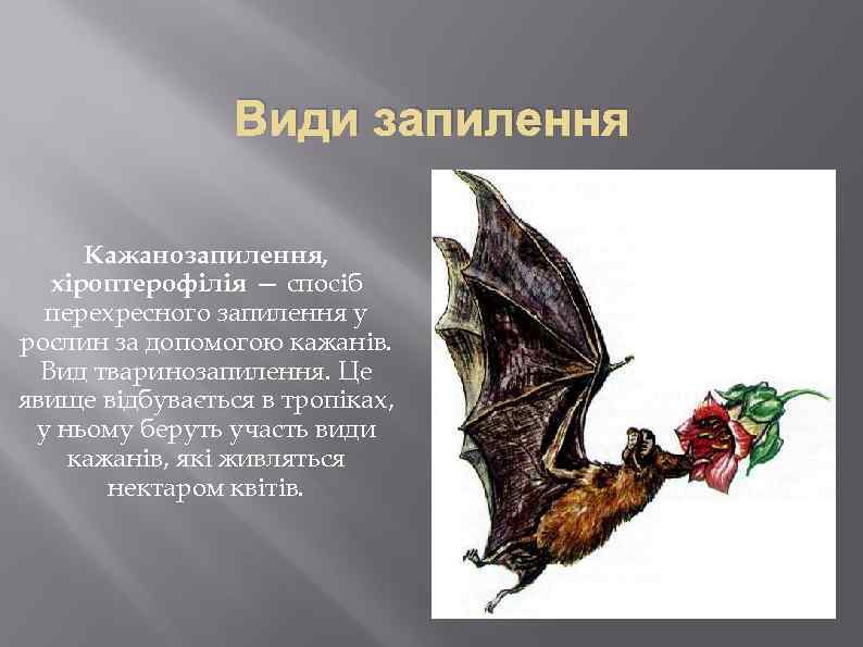 Види запилення Кажанозапилення, хіроптерофілія — спосіб перехресного запилення у рослин за допомогою кажанів. Вид