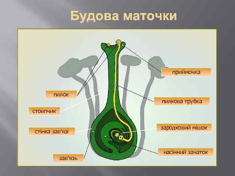 Будова маточки приймочка пилок пилкова трубка стовпчик стінка зав'язі зав'язь зародковий мішок насінний зачаток