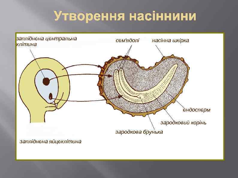 Утворення насіннини запліднена центральна клітина сем'ядолі насінна шкірка ендосперм зародковий корінь зародкова брунька запліднена