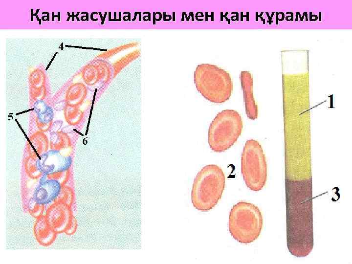 Қан жасушалары мен қан құрамы 