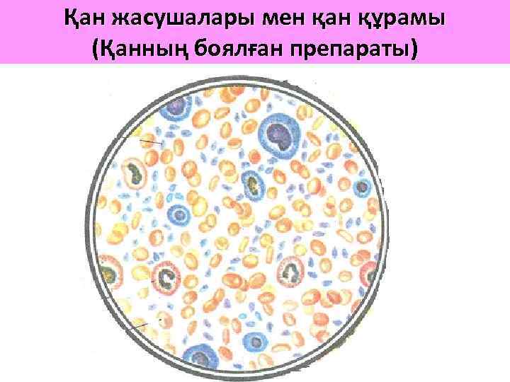 Қан жасушалары мен қан құрамы (Қанның боялған препараты) 