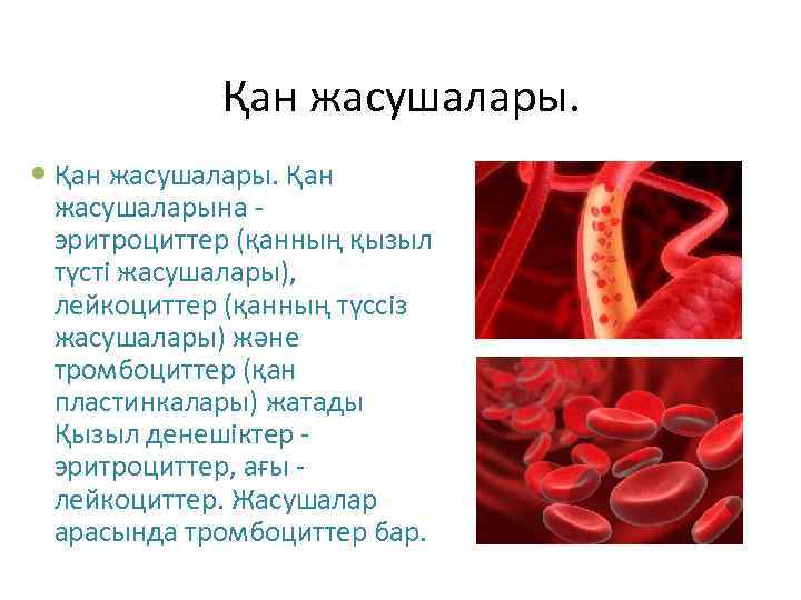 Қан жасушалары. Қан жасушаларына - эритроциттер (қанның қызыл түсті жасушалары), лейкоциттер (қанның түссіз жасушалары)