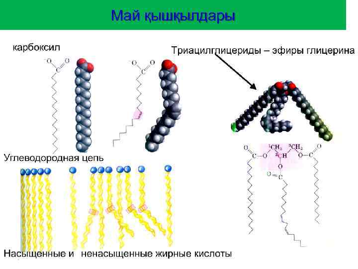 Май қышқылдары 