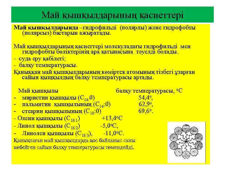 Май қышқылдарының қасиеттері Май қышқылдарында –гидрофильдi (полярлы) және гидрофобты (полярсыз) бастарын ажыратады. Май қышқылдарының