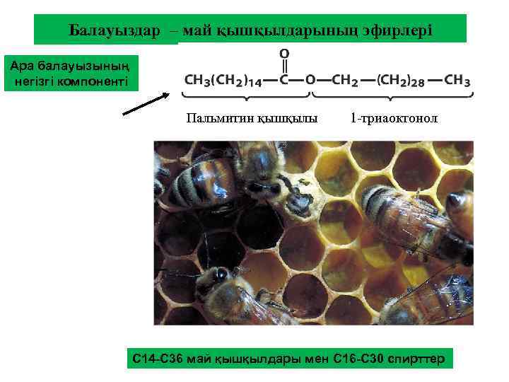 Балауыздар – май қышқылдарының эфирлері Ара балауызының негізгі компоненті Пальмитин қышқылы 1 -триаоктонол С