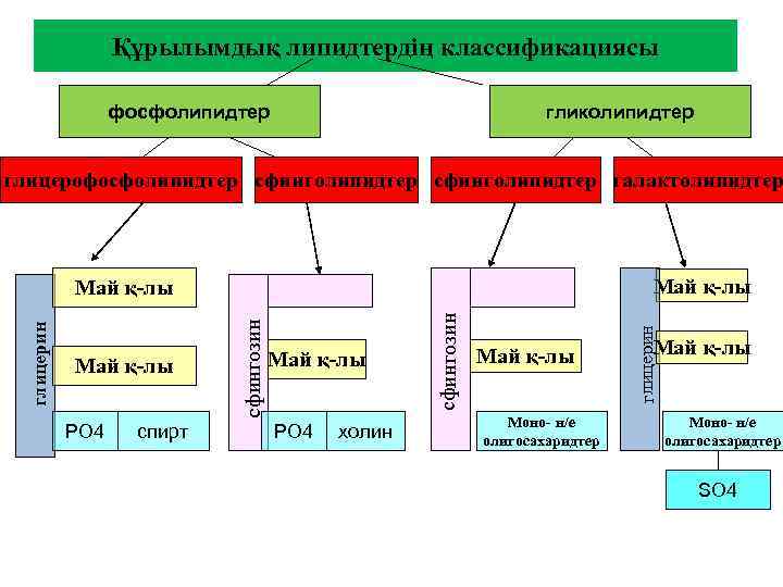 Құрылымдық липидтердің классификациясы фосфолипидтер гликолипидтер глицерофосфолипидтер сфинголипидтер галактолипидтер РО 4 спирт РО 4 холин