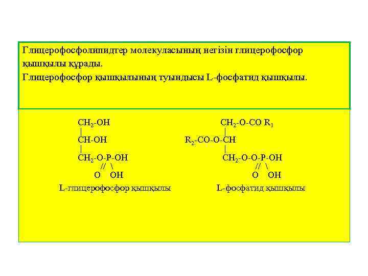 Глицерофосфолипидтер молекуласының негізін глицерофосфор қышқылы құрады. Глицерофосфор қышқылының туындысы L-фосфатид қышқылы. СН 2 -ОН