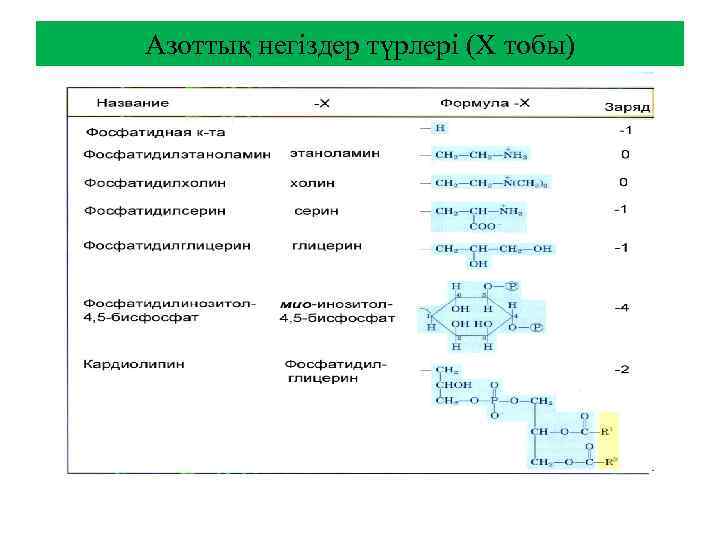 Азоттық негіздер түрлері (Х тобы) 