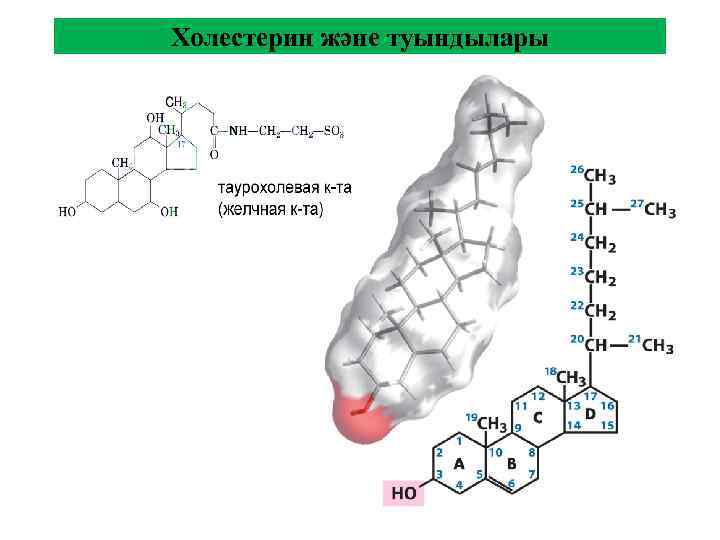 Холестерин және туындылары 