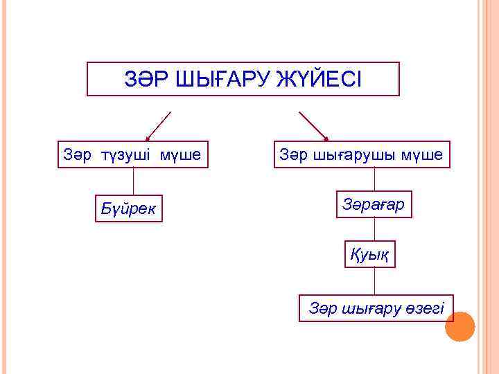 ЗӘР ШЫҒАРУ ЖҮЙЕСІ Зәр түзуші мүше Бүйрек Зәр шығарушы мүше Зәрағар Қуық Зәр шығару