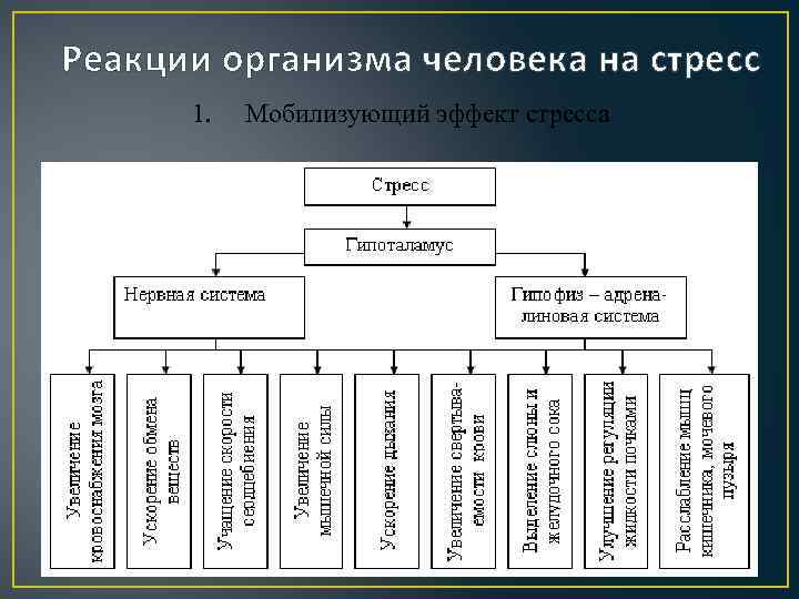 Система защиты человека. Реакция организма на стресс. Естественные системы защиты организма. Основные системы защиты человека. Система защиты человека от негативных воздействий.