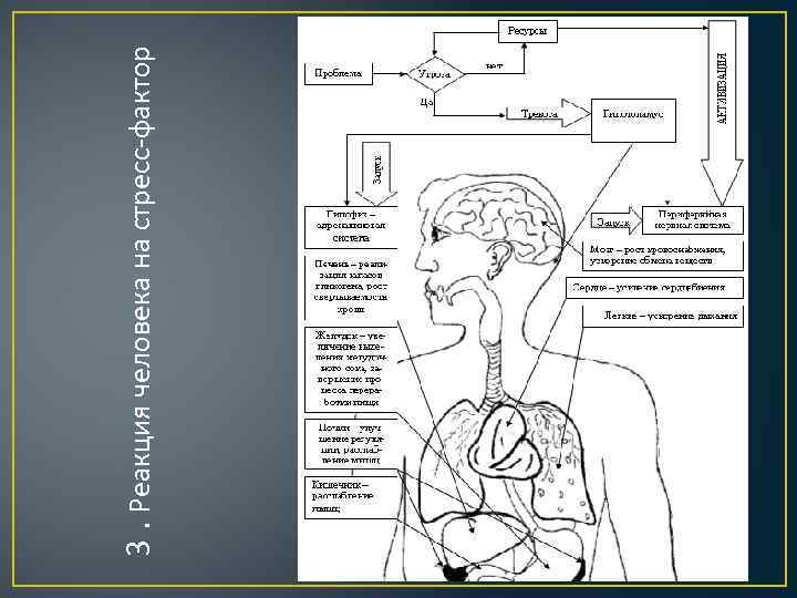 3. Реакция человека на стресс-фактор 