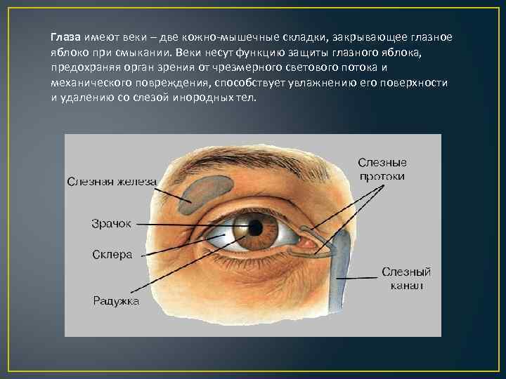 Глаза имеют веки – две кожно-мышечные складки, закрывающее глазное яблоко при смыкании. Веки несут