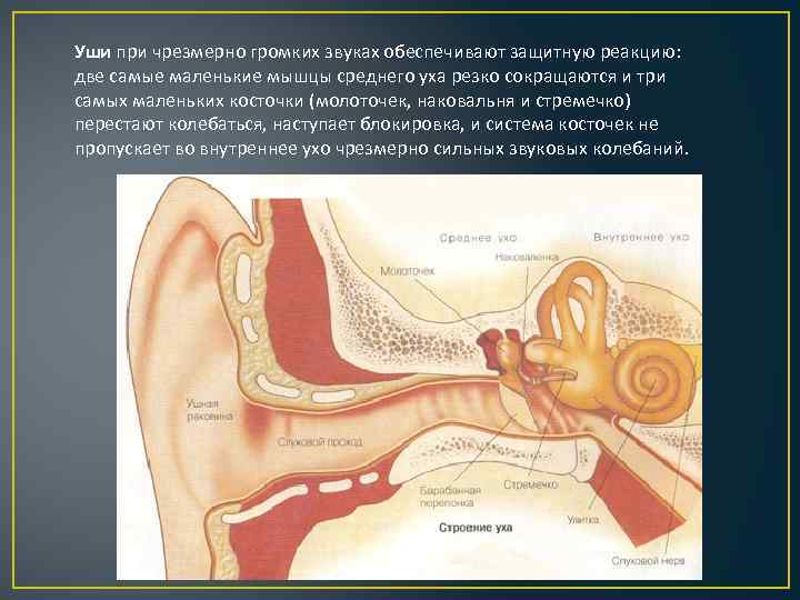 Уши при чрезмерно громких звуках обеспечивают защитную реакцию: две самые маленькие мышцы среднего уха