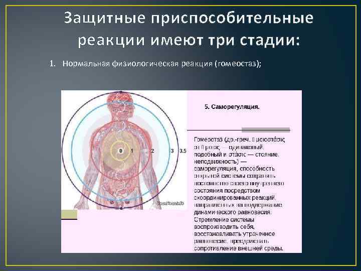 Защитные приспособительные реакции имеют три стадии: 1. Нормальная физиологическая реакция (гомеостаз); 