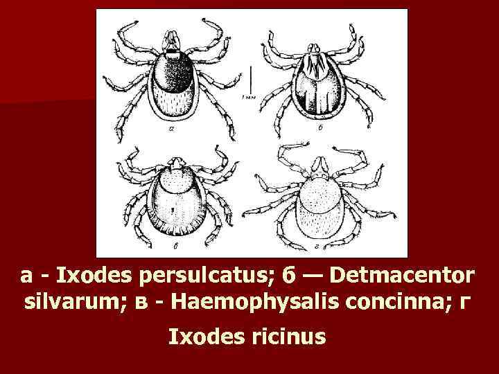 а - Ixodes persulcatus; б — Detmacentor silvarum; в - Haemophysalis concinna; г Ixodes