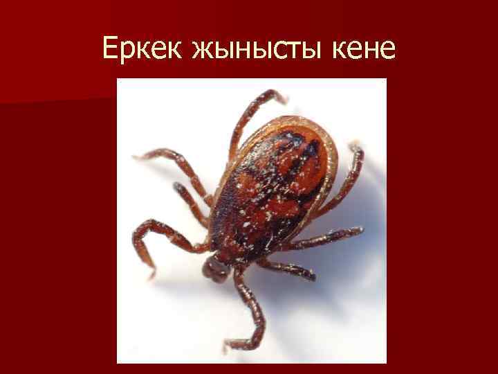 Еркек жынысты кене 