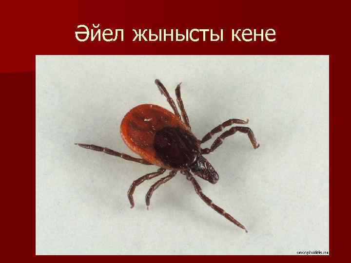 Әйел жынысты кене 