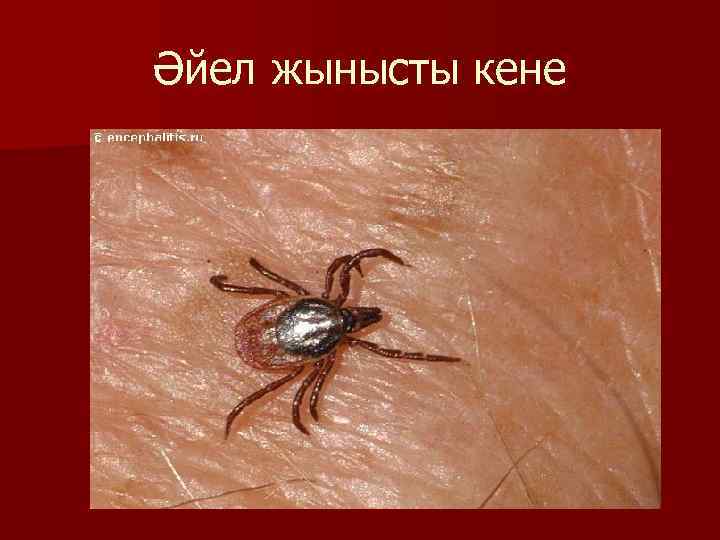 Әйел жынысты кене 