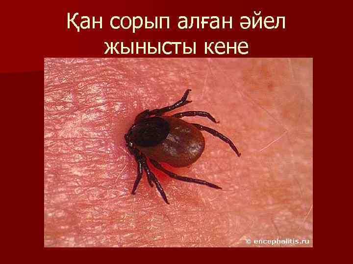 Қан сорып алған әйел жынысты кене 