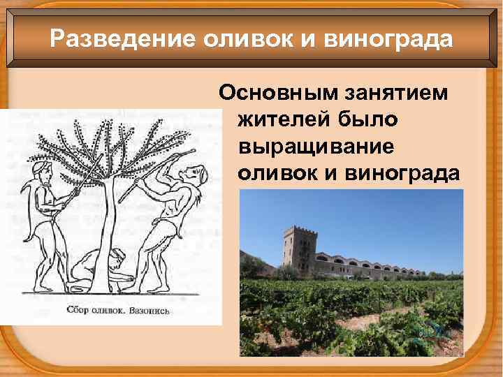 Разведение оливок и винограда Основным занятием жителей было выращивание оливок и винограда 